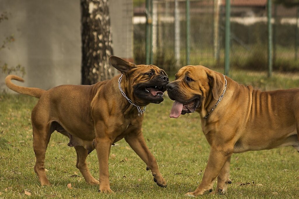 friedlichste Hunde
