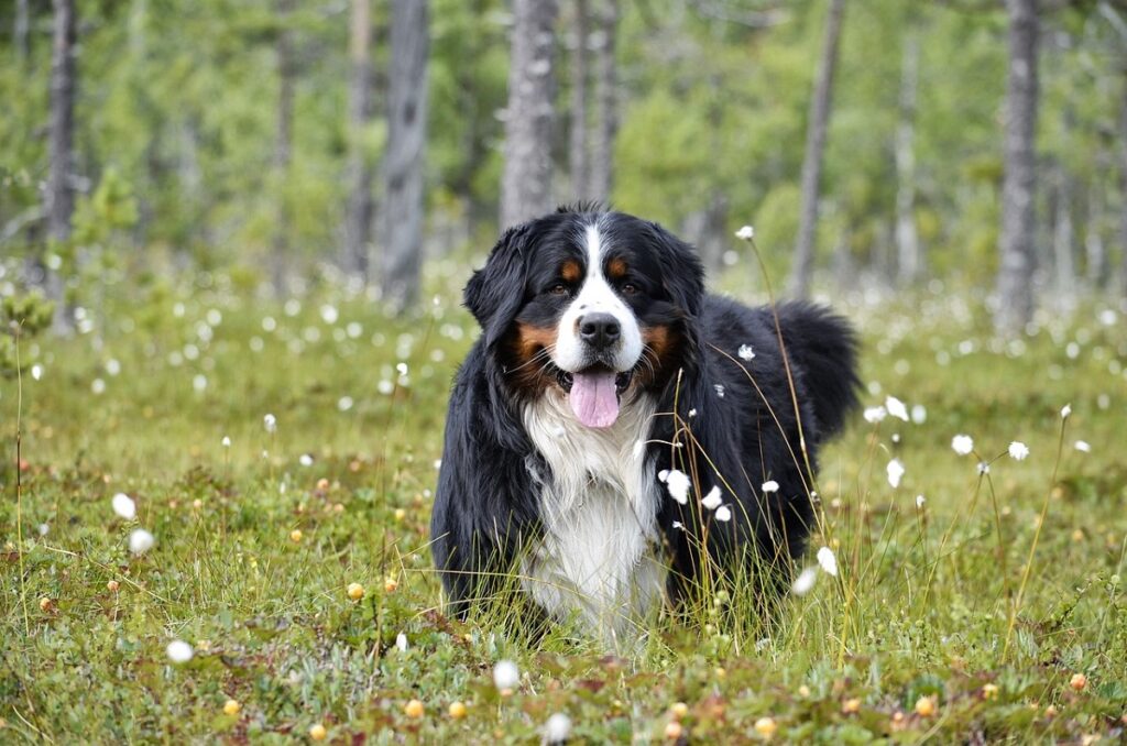 nicht bellende Hunde
