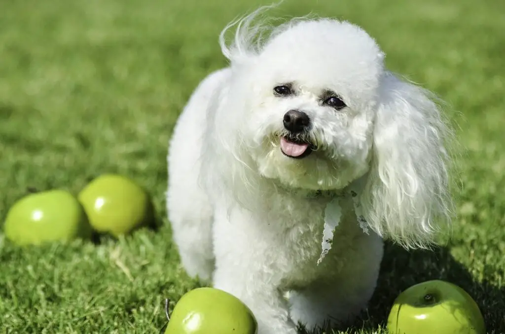 minimaler Haarausfall bei Hunden