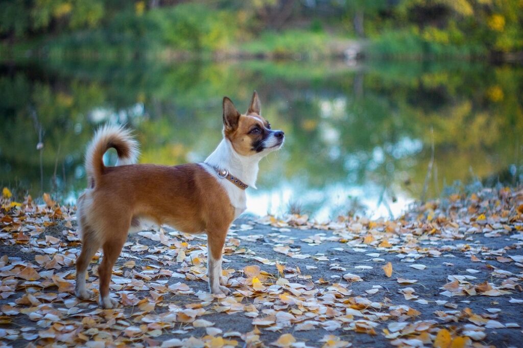 nordische Hunde
