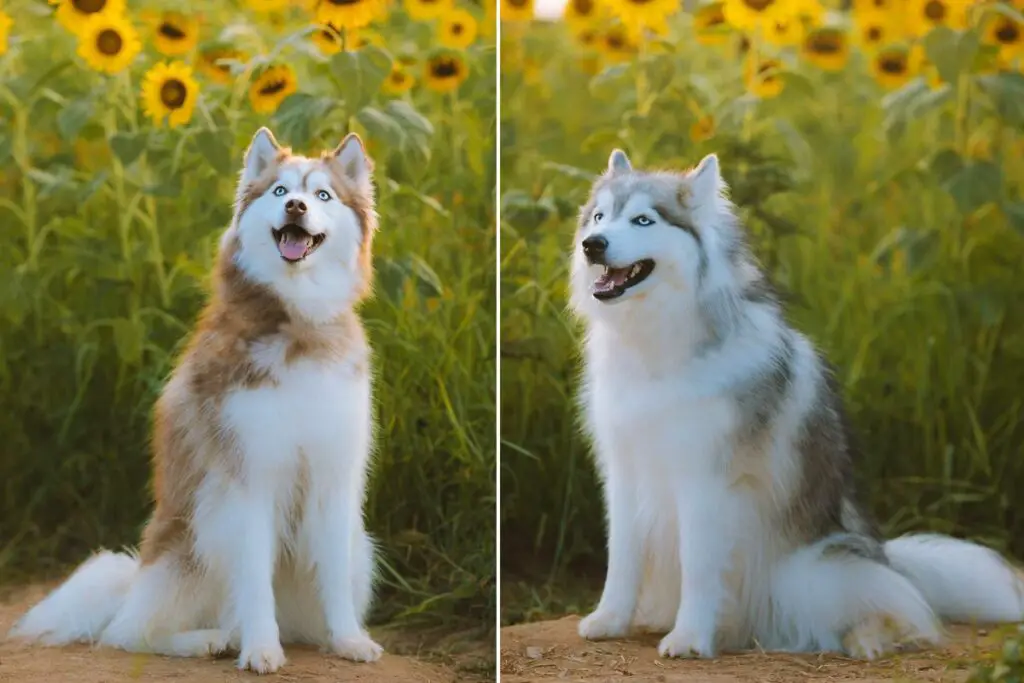 Bilder von schönen Hunden