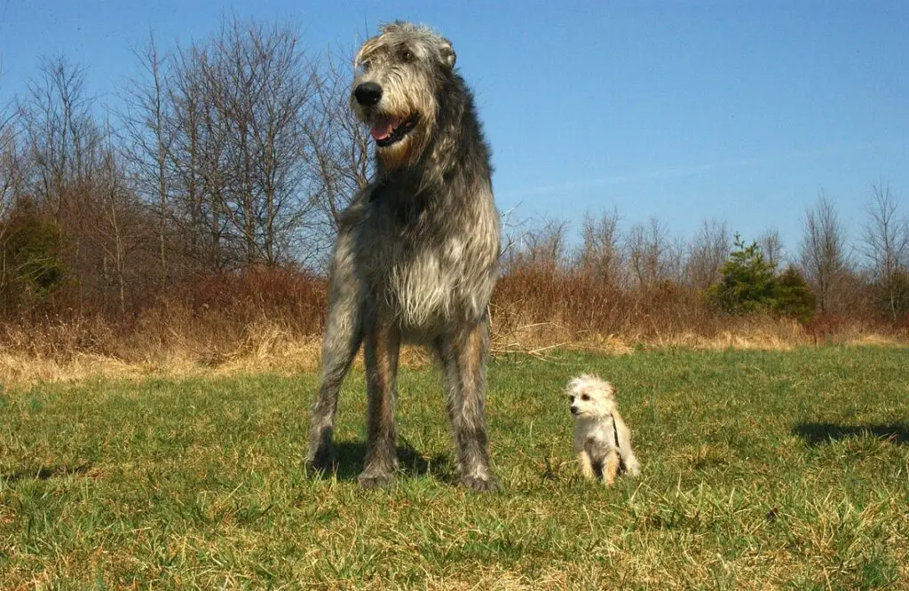 Bilder von Hunden großer Rassen
