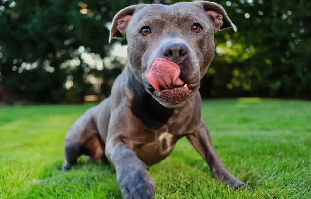 Wie lange leben Pitbulls – Lebenserwartung eines Hundes