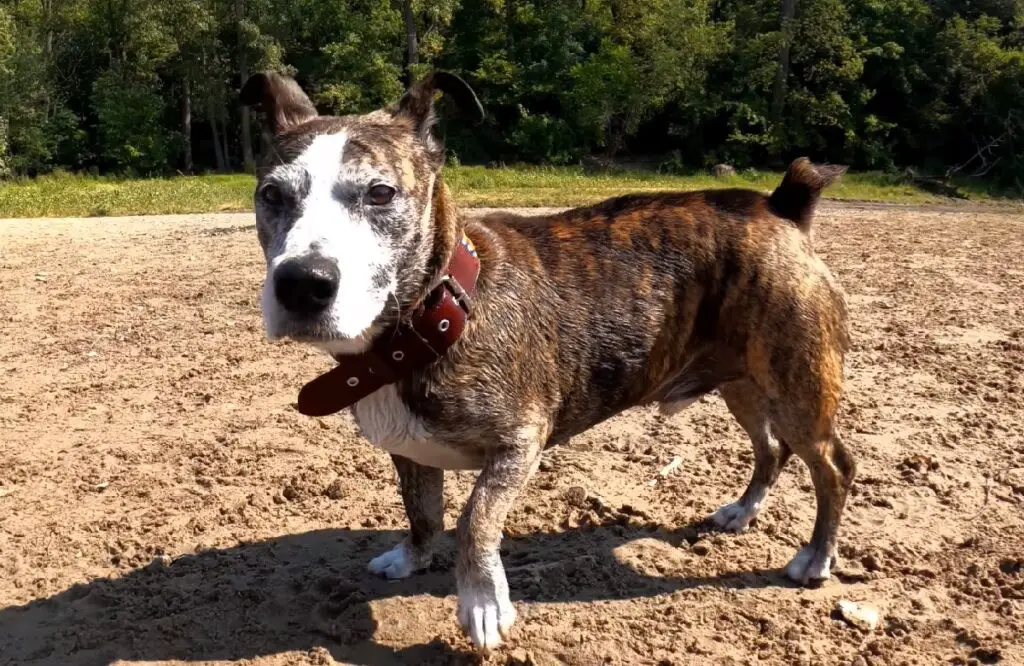 Pitbull-Terrier-Mix-Welpe
