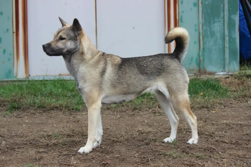 japanischer Jagdhund
