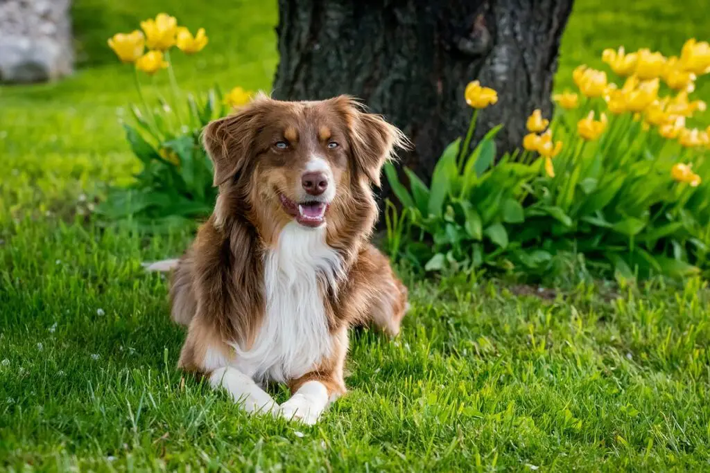 schönsten Hunde der Welt
