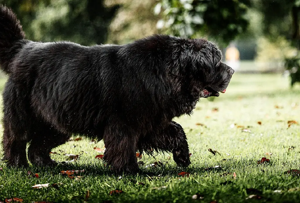 ziemlich große Hunde
