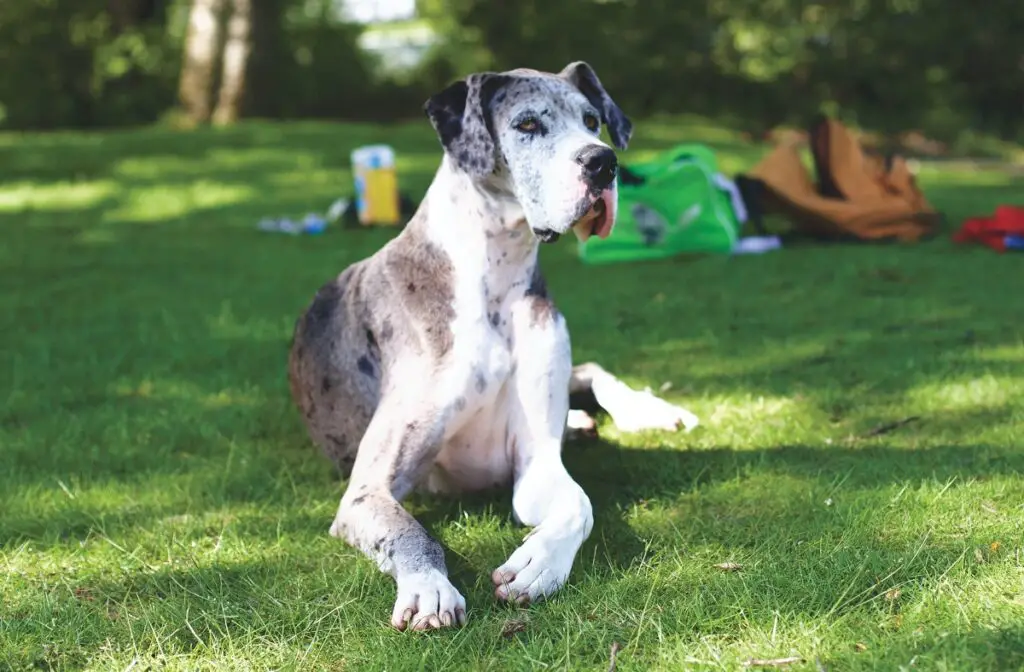 hübscher Hund
