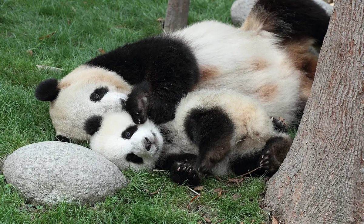 Fortpflanzung des Großen Pandas: Geschlechtsreife, Zyklus, Trächtigkeit und Geburt!