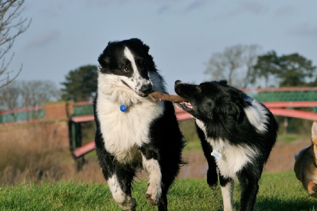 Schafe hörende Hunde
