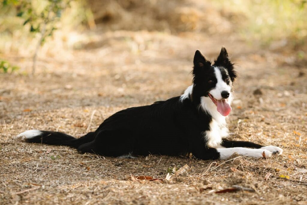 Schafhütehunde
