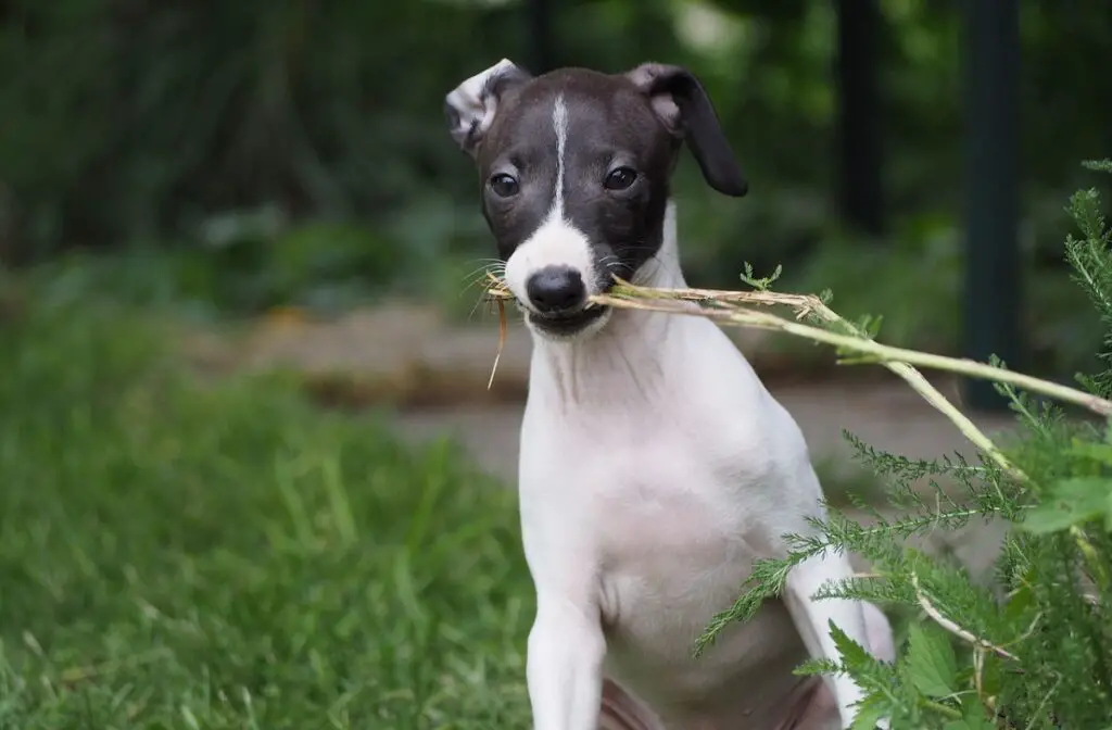 kurzhaarige Familienhunde
