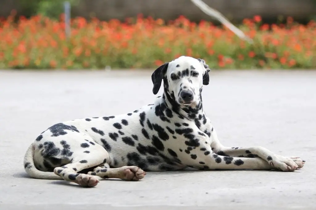 kurzhaarige mittelgroße Hunde
