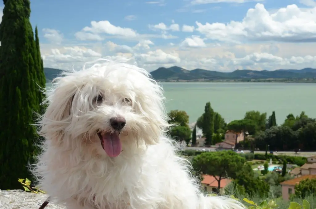 Hund mit langen Haaren zeigen
