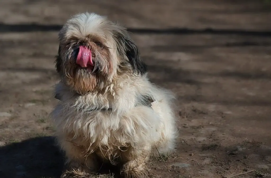 kleine Hundemischungen
