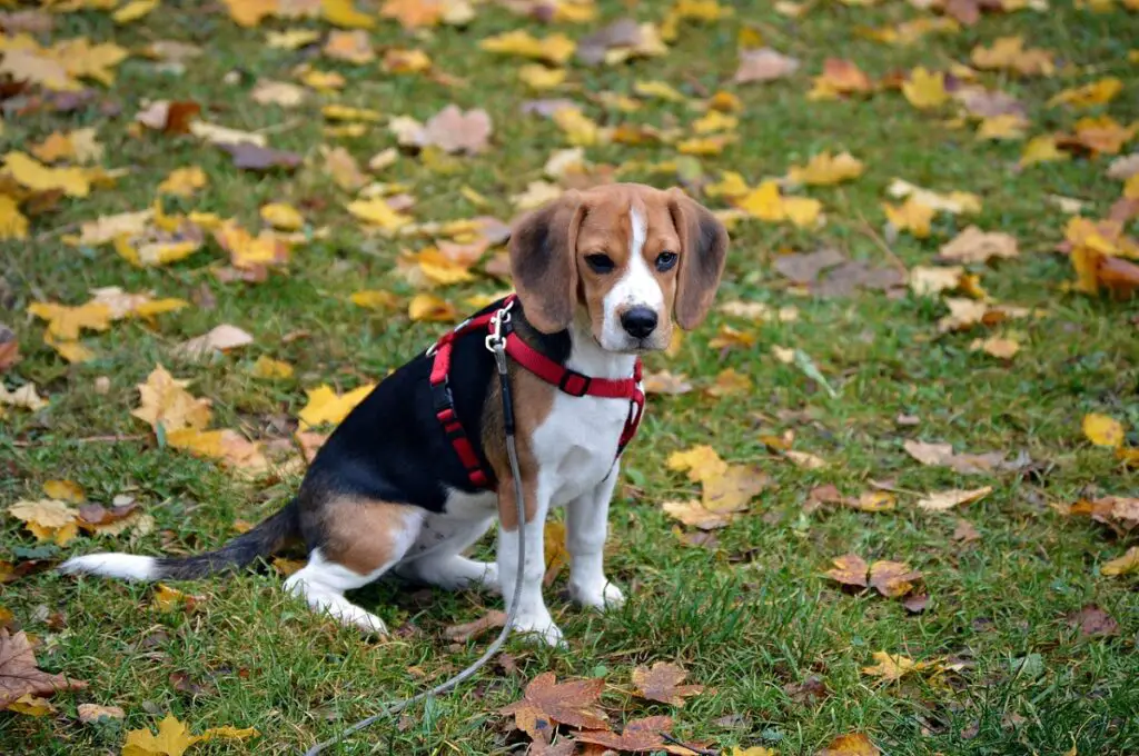 kleine kurzhaarige Hunde
