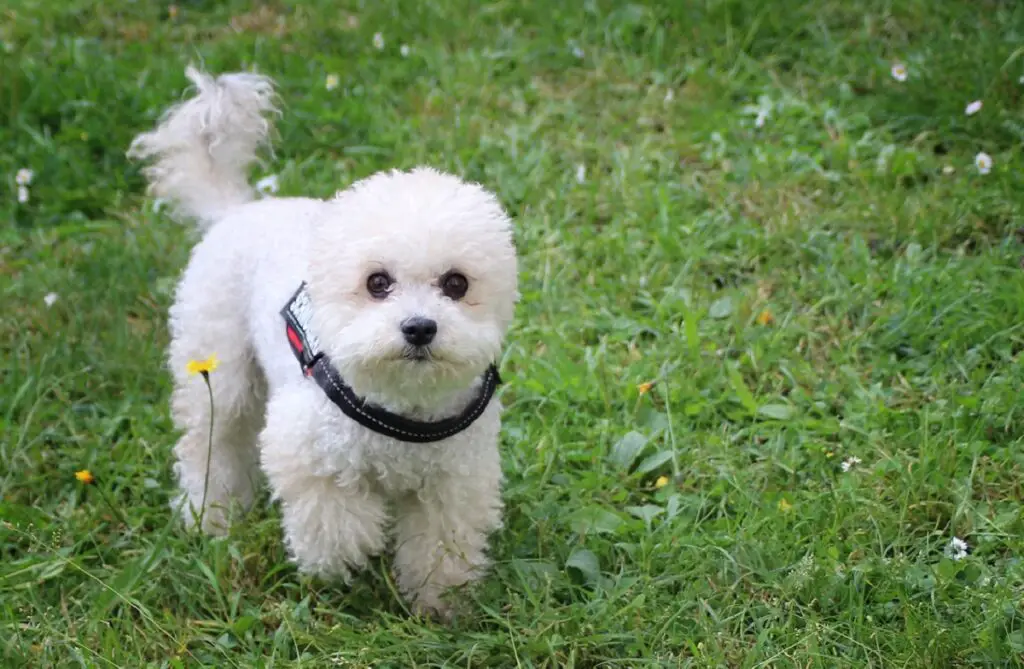 kleiner weißer Hund
