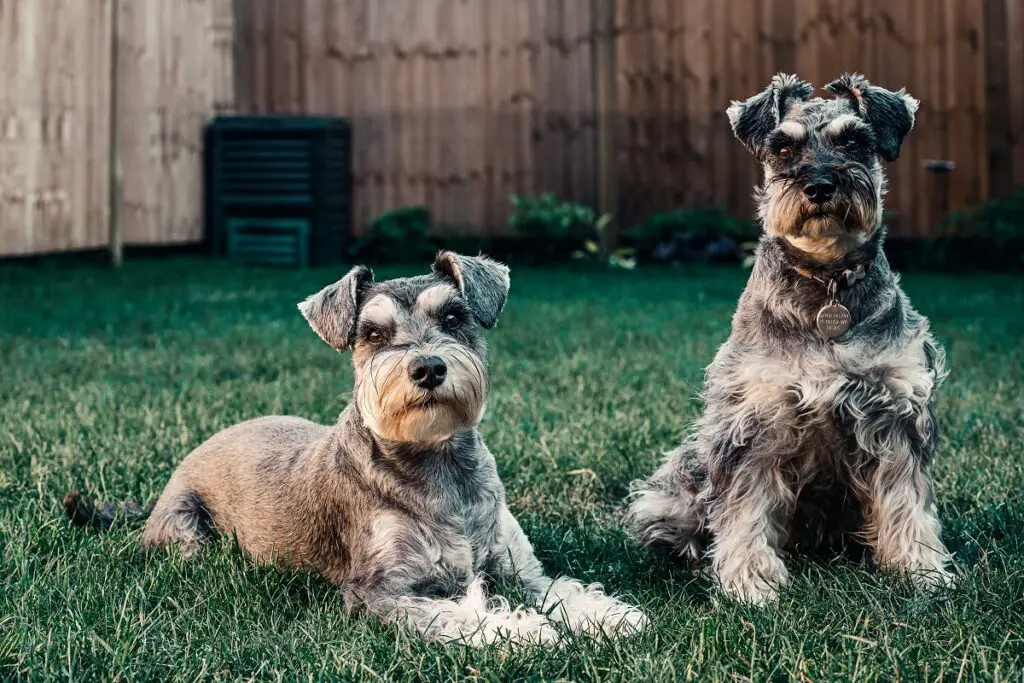 kluge Hunde, die nicht haaren
