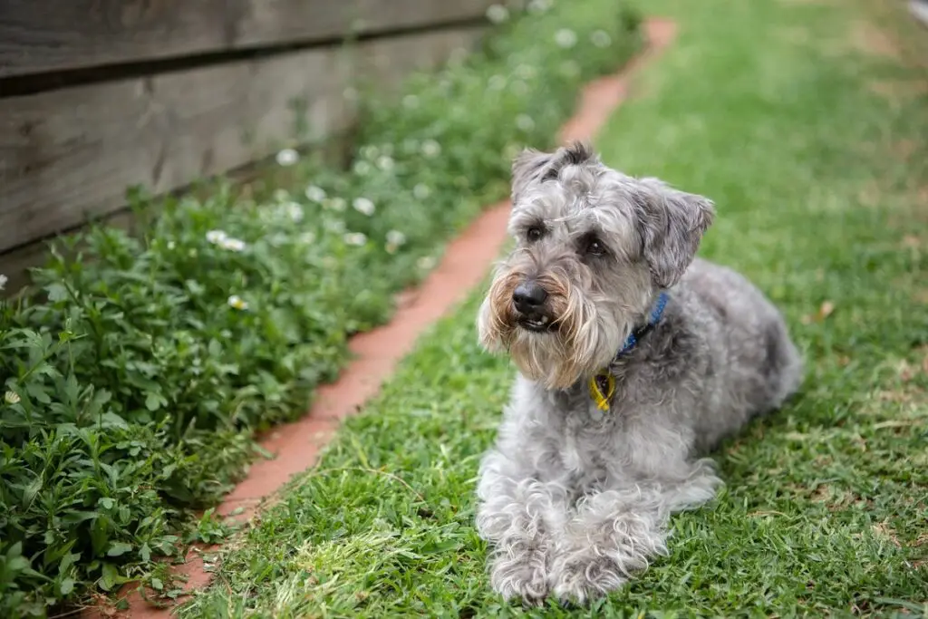 Teddybärhund ausgewachsen
