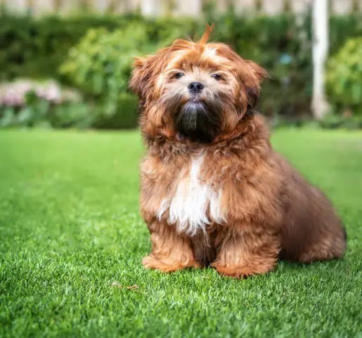 Teddybärhunde
