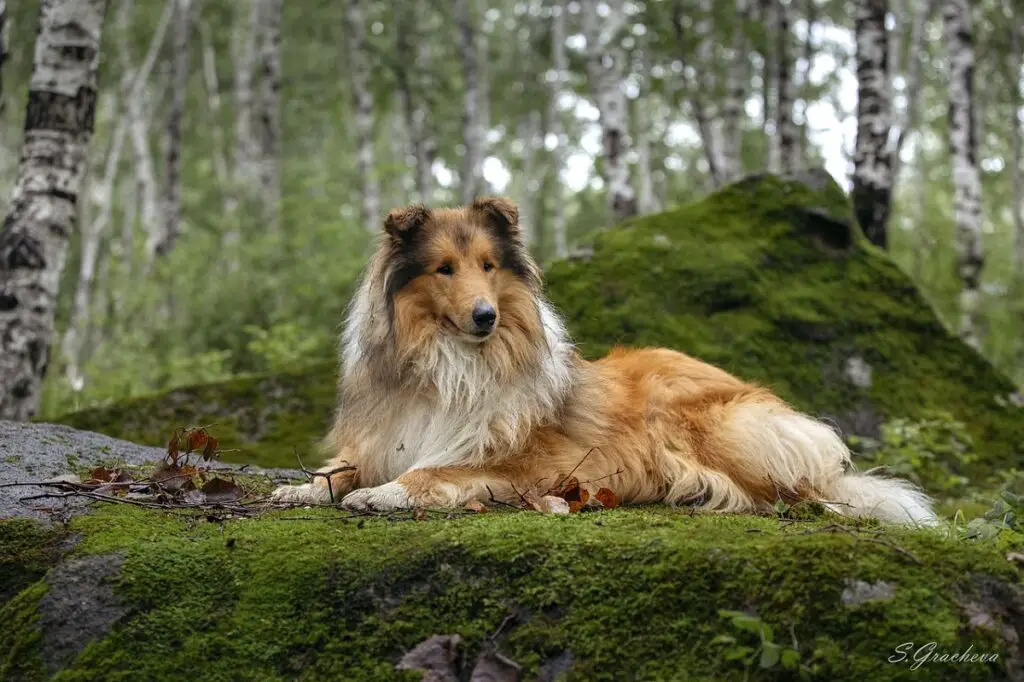 der schönste Hund der Welt