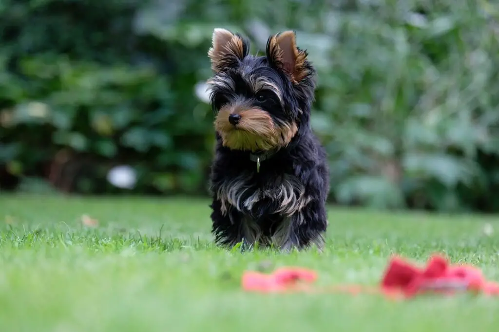 der hübscheste Hund der Welt
