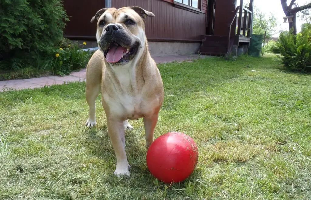 Arten von Bulldoggen
