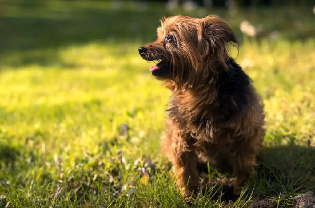 Arten von Doodle-Hunden
