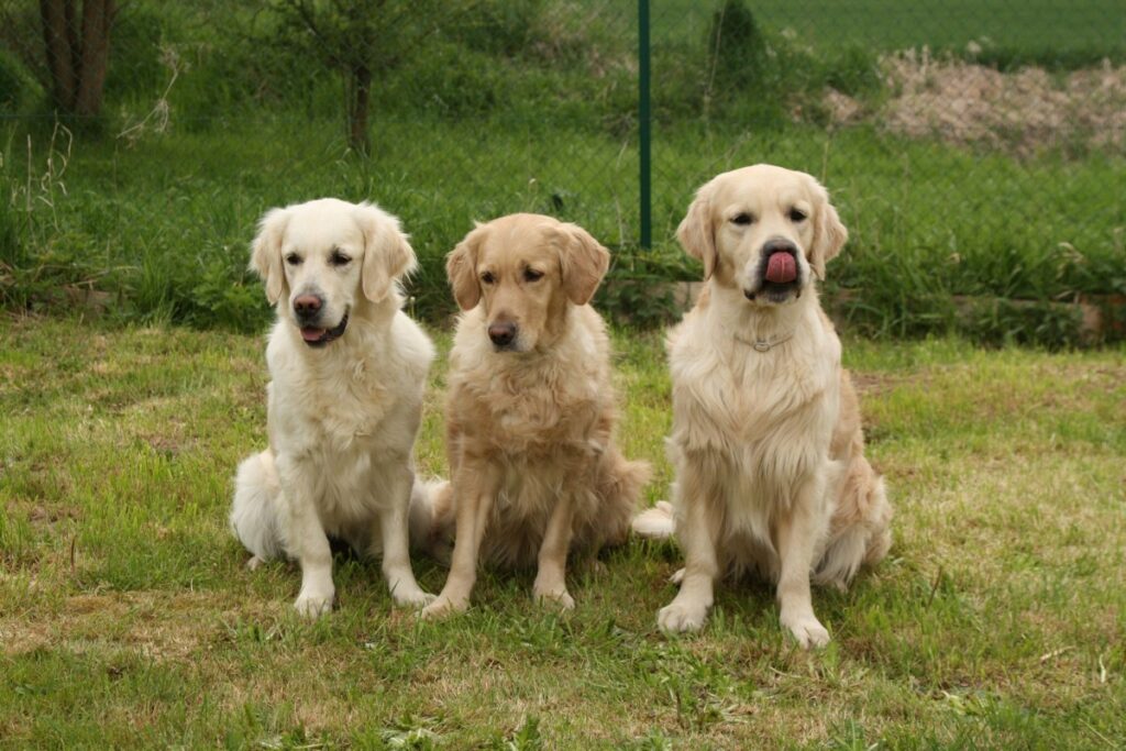 Arten von Golden Retrievern
