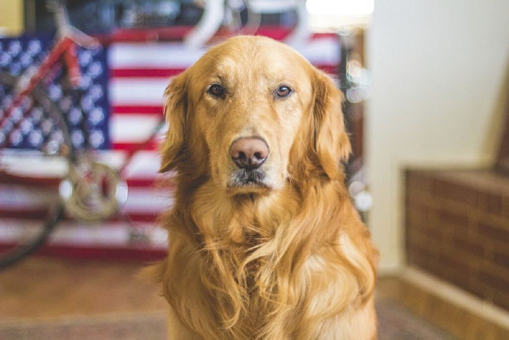 Arten von Golden Retrievern
