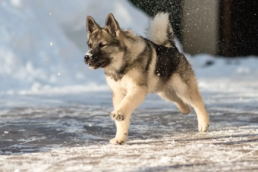 Arten von Siberian Huskys
