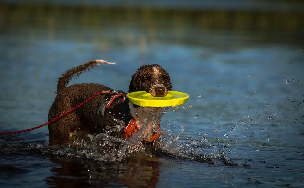 Wasserhunde