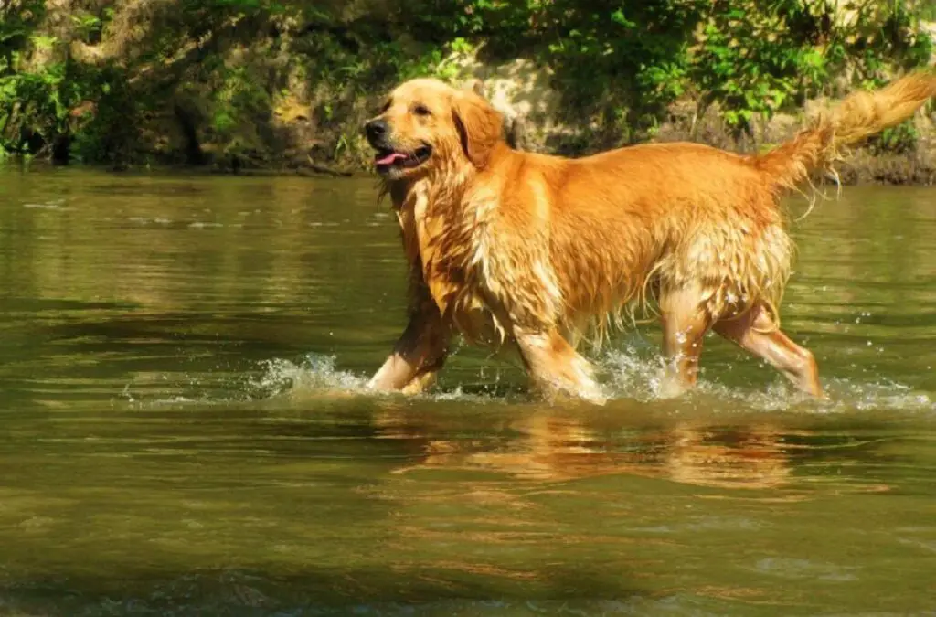 Wasserhunde
