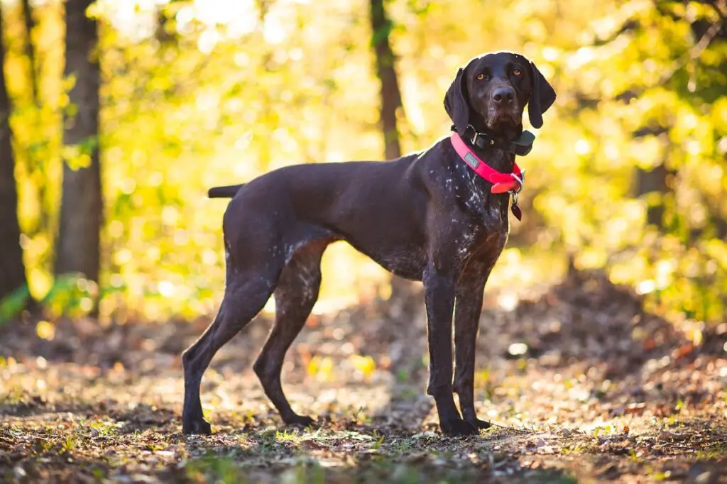 Was sind Hunde großer Rassen?
