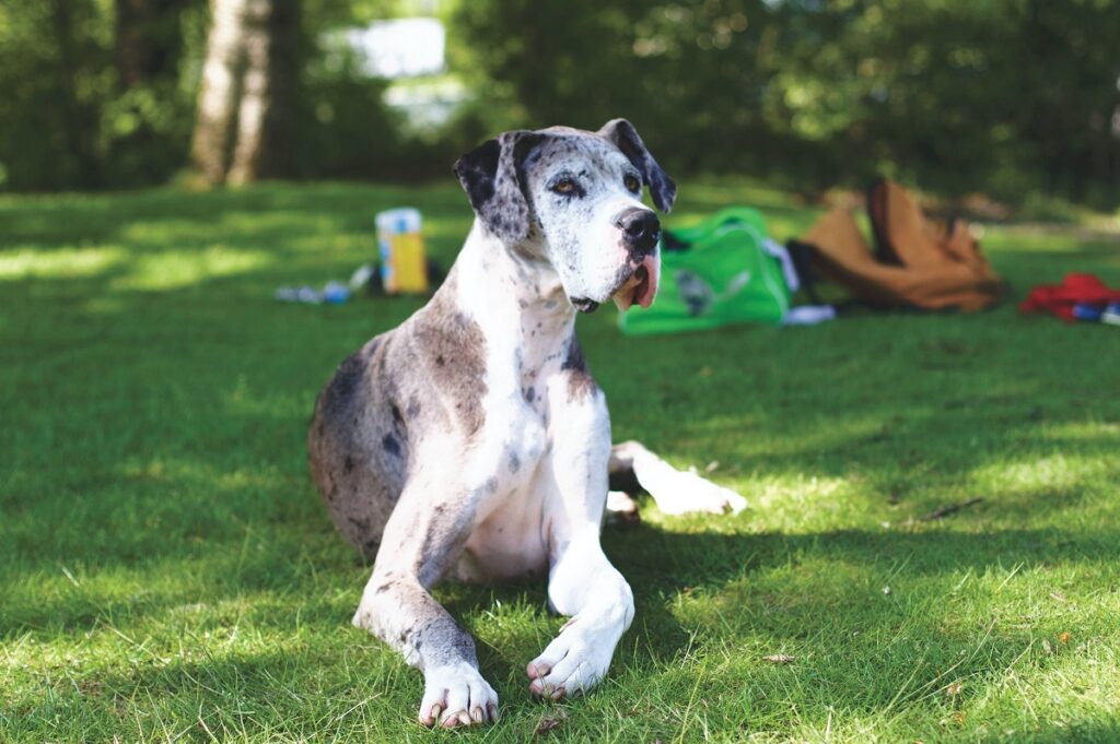 Was bedeutet Merle bei Hunden?
