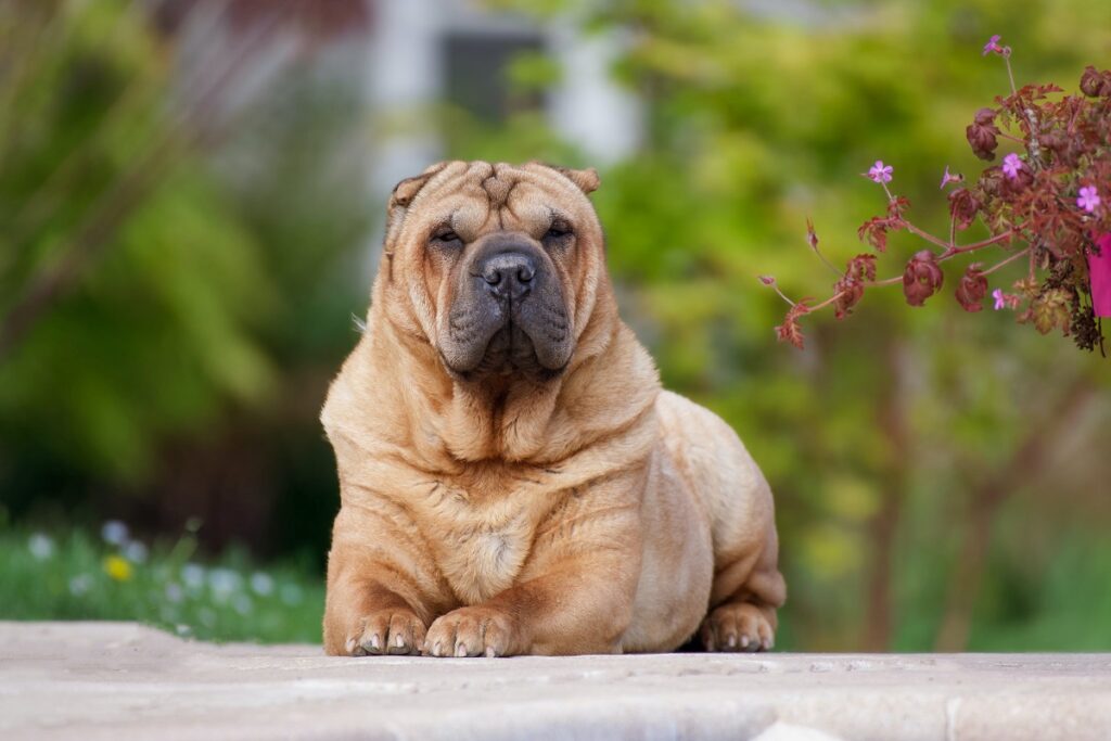 Welche Hunde bellen nicht?
