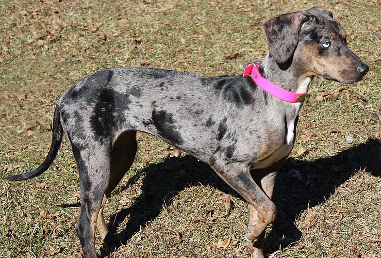 Was ist ein Blue-Merle-Hund?