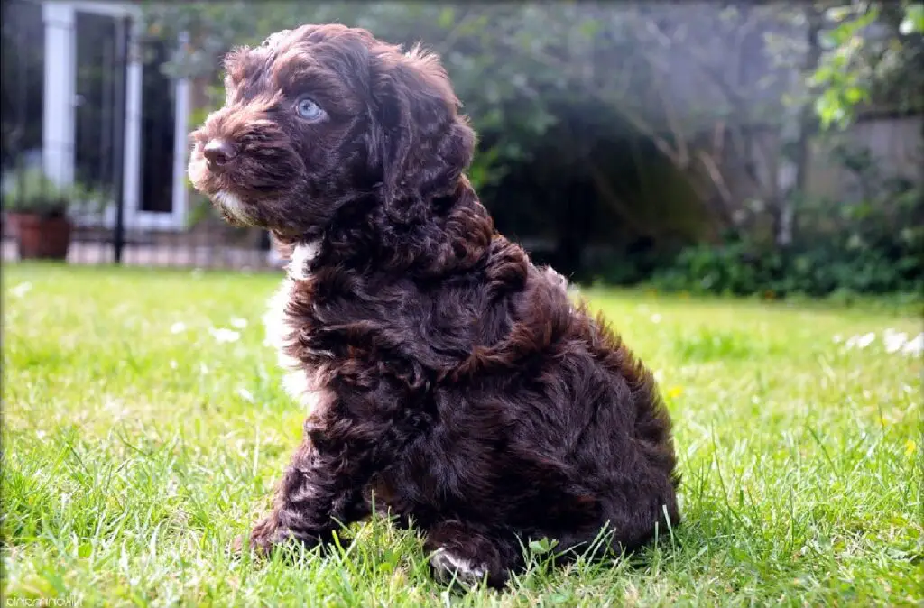 Was ist ein Teddybärhund?
