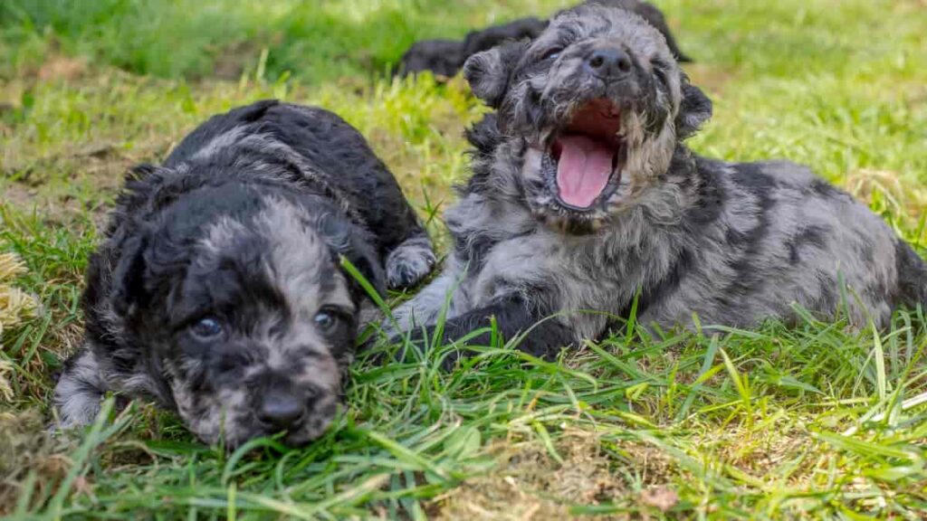 Was ist Blue Merle?
