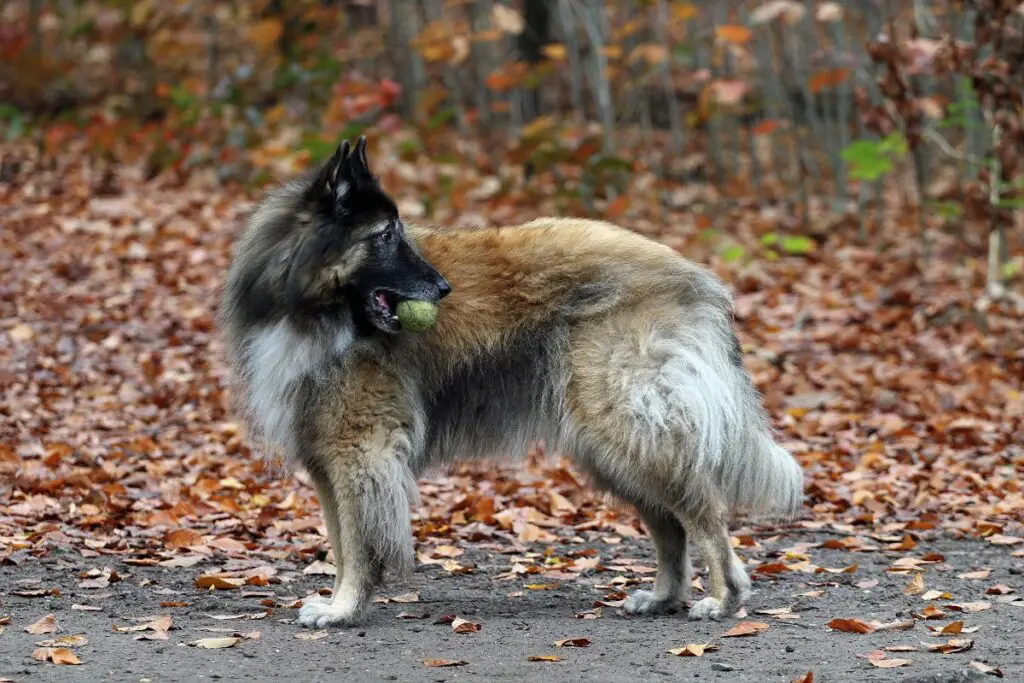 was als großer Hund gilt
