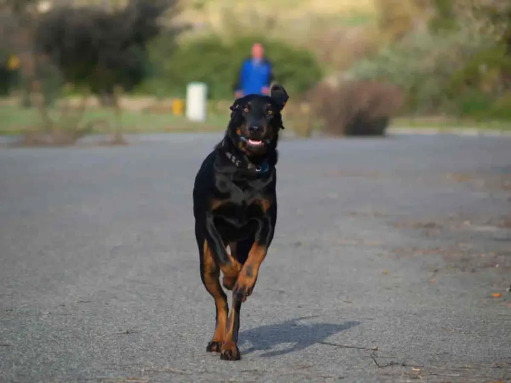 Was ist der beste Jagdhund?
