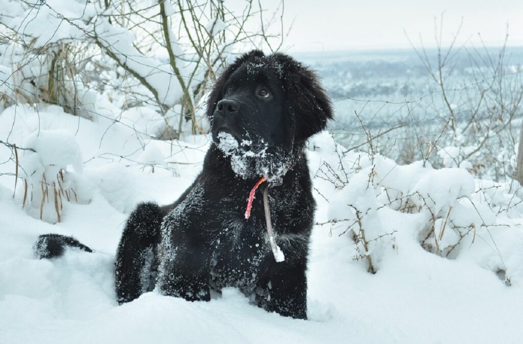 Welcher Hund ist der freundlichste?
