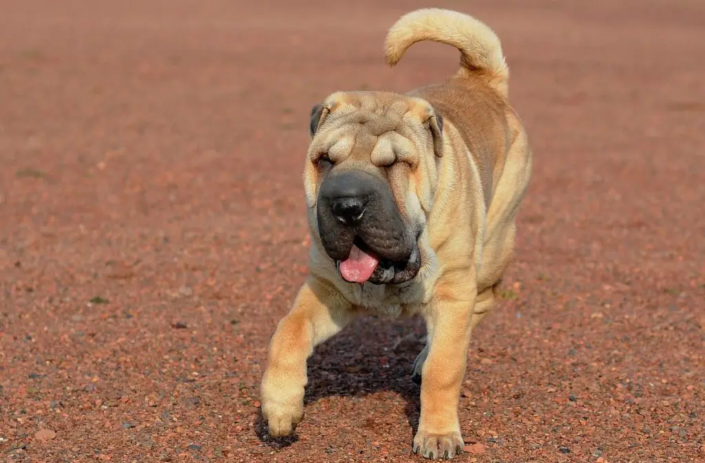 Was war der erste Hund auf der Erde?
