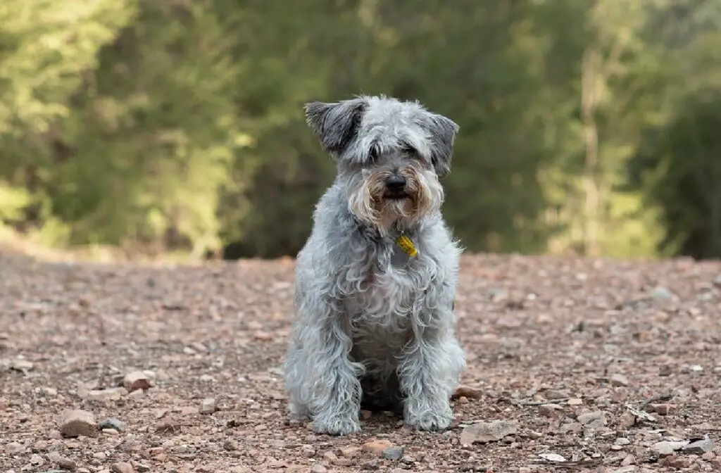 Was ist ein Doodle-Hund?
