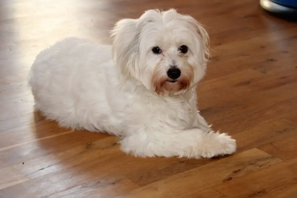 weißer Hund mit lockigem Haar
