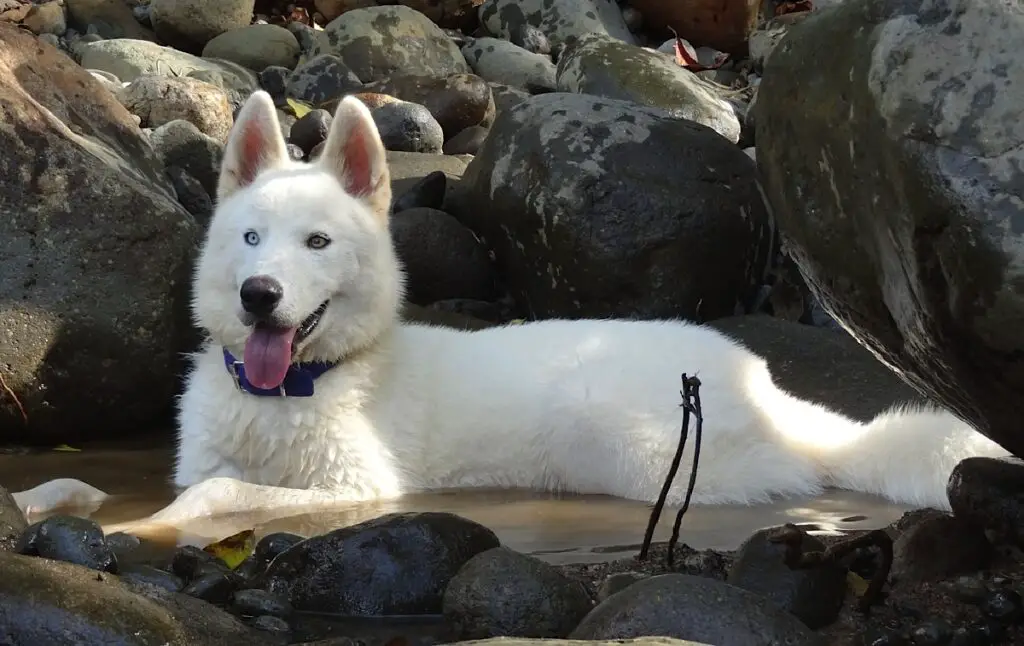 Weißer Wolf Siberian Husky
