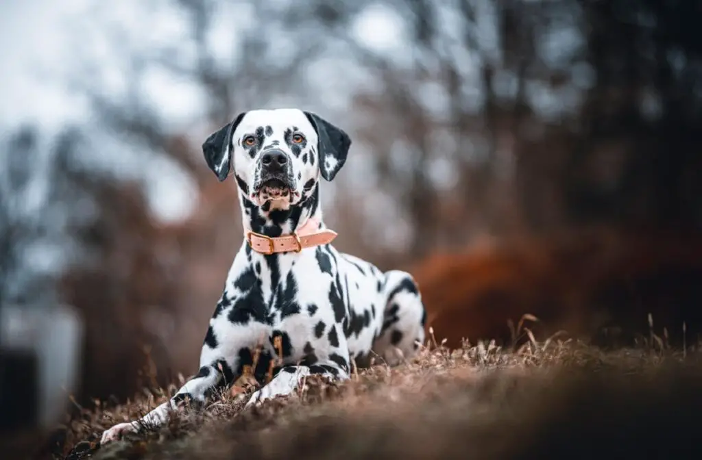 Der hübscheste Hund der Welt
