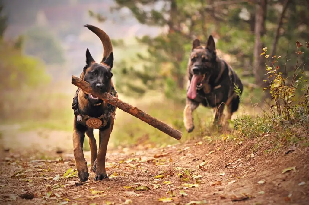 Der stärkste Hund der Welt
