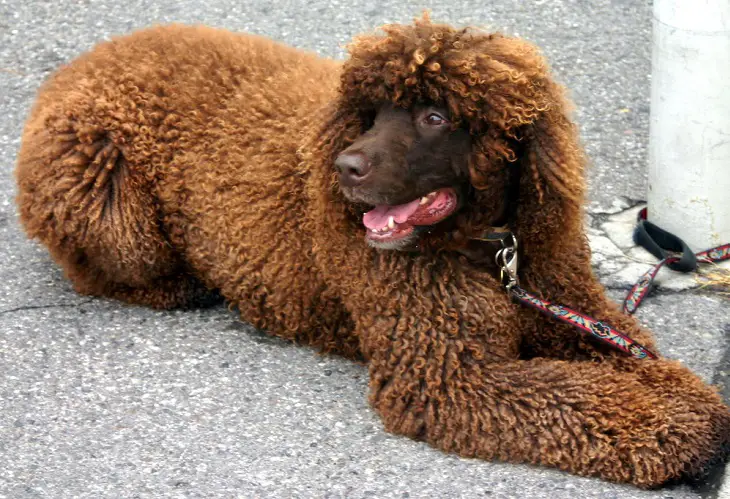 irischer Cockerspaniel