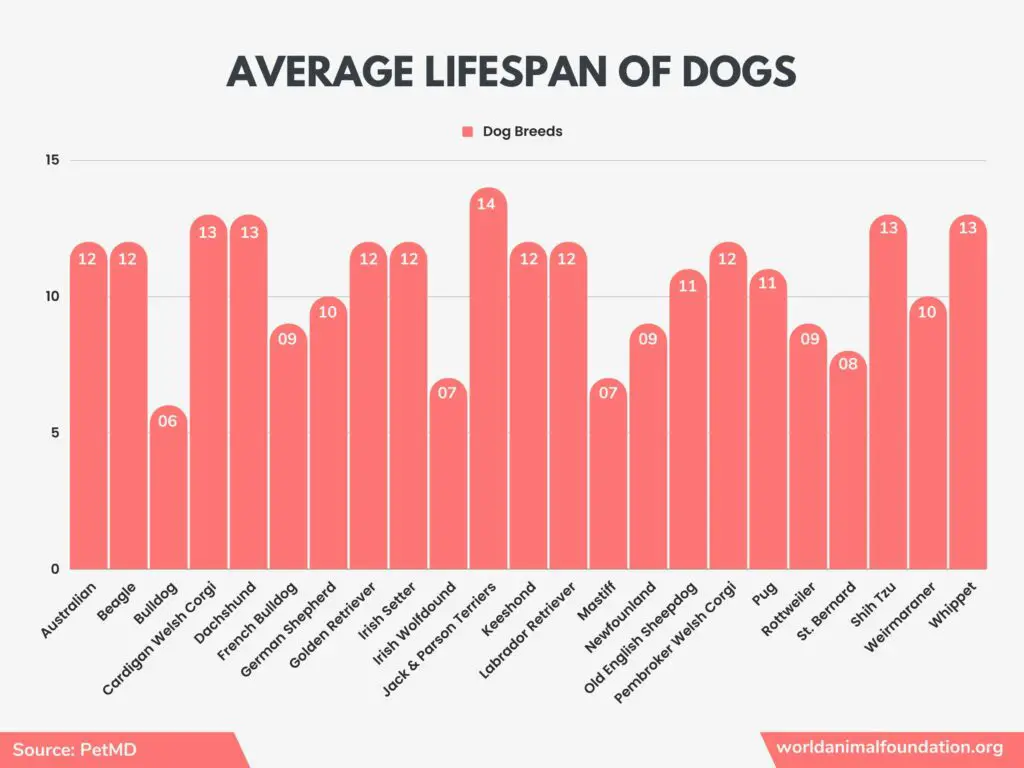 Statistiken über Hunde